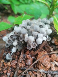 Mushrooms_nature_jungle