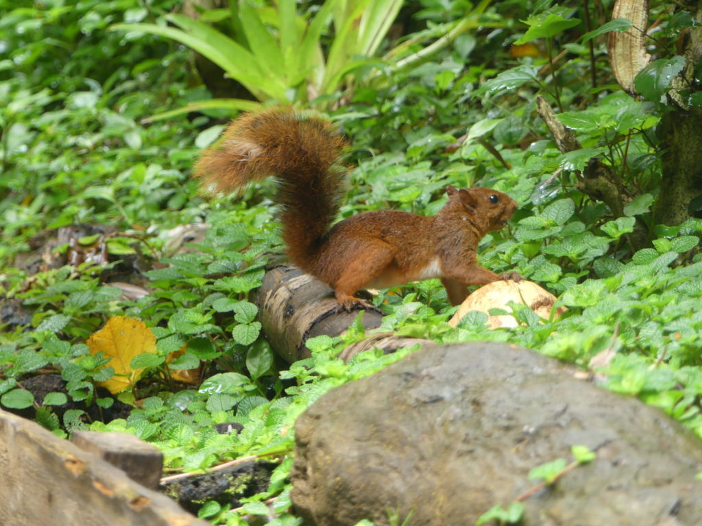 squirrel_animals_nature