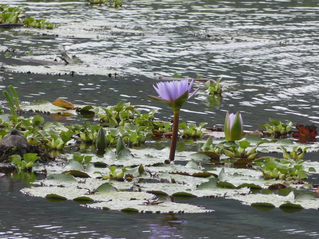 Waterlillies Laguna Oconal